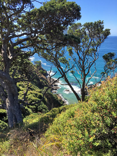 Two Great Barrier trips for women this summer 1 Great Barrier Island with Terra & Tide