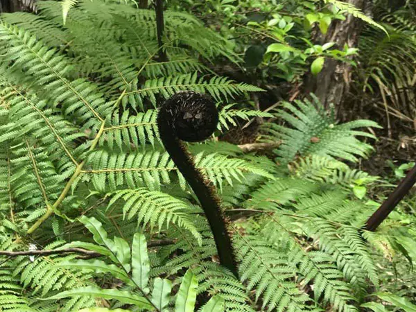 Great Barrier Island Eco Adventure for Women