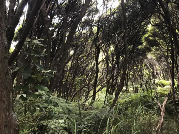 Great Barrier Island Eco Adventure for Women