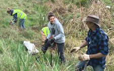 Tree planting