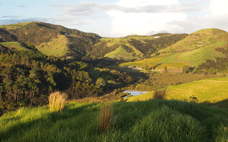 So many Waiheke greens, accentuated by the shaded foreground