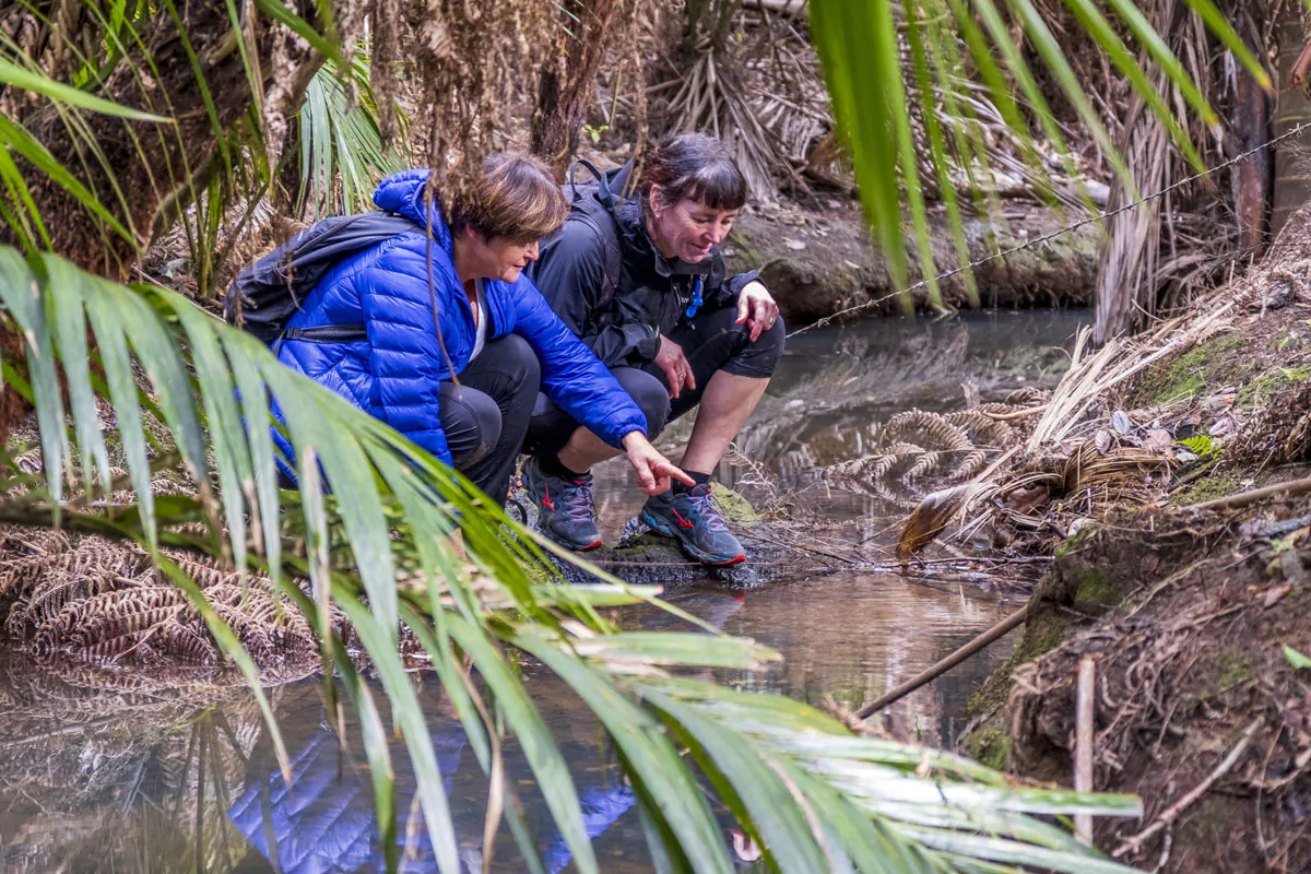 Eco adventures on land and sea offer ‘slow tourism’ 1 Forest Therapy on Waiheke Island