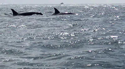 Hauraki Gulf Conservation Cruises with naturalist Olive Andrews 1 orcas