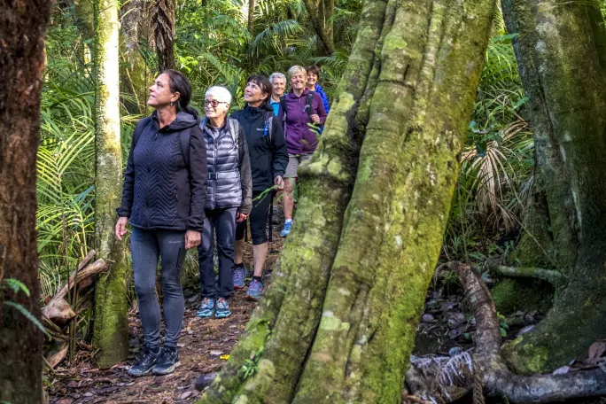 Group walking in Waiheke Island forest