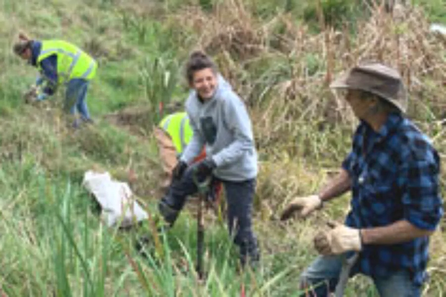 Tree planting