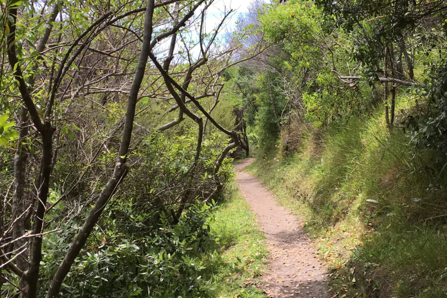 Waiheke Wander Private Group Walk