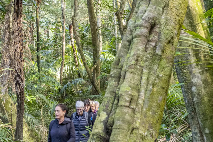 Private Forest Therapy Walk