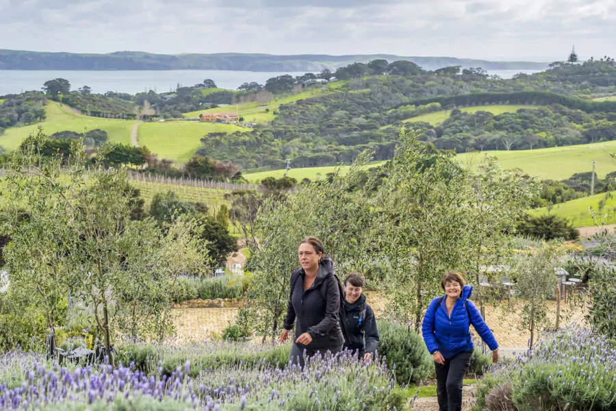 Vineyards & Bush Walk