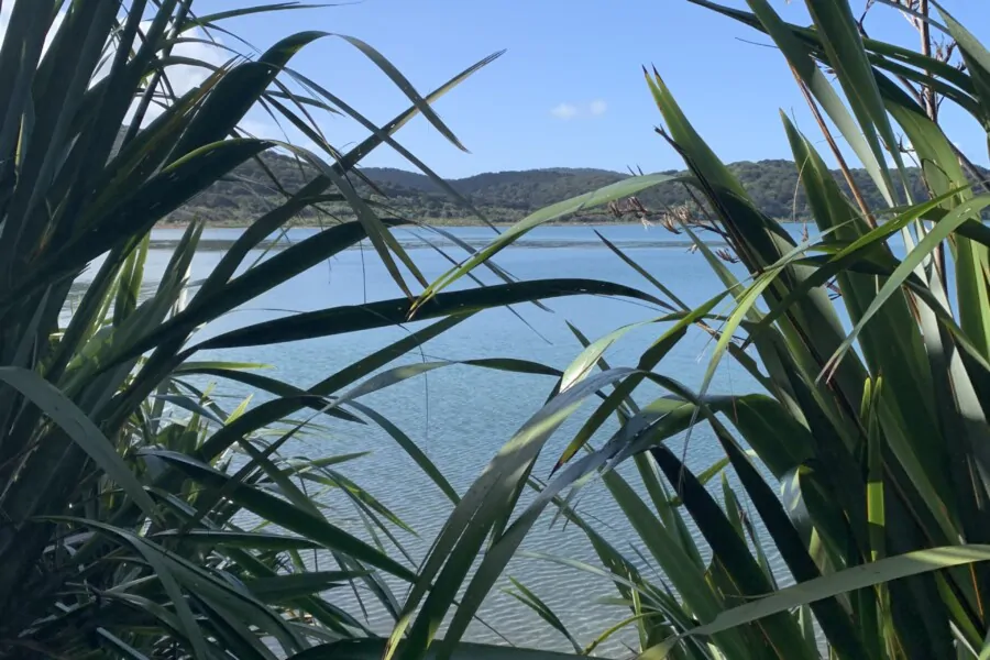Bush and Beach Walk