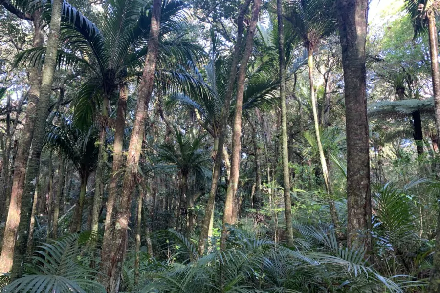Bush and Beach Walk