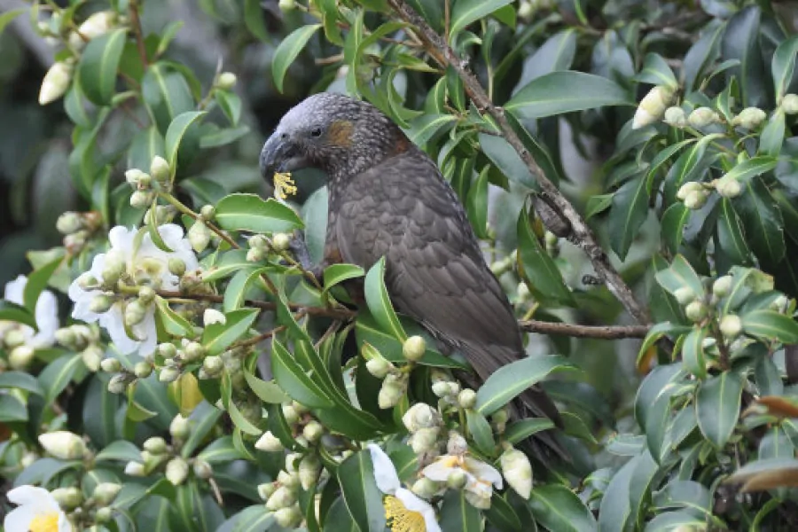 Kaka in trees Waiheke Island