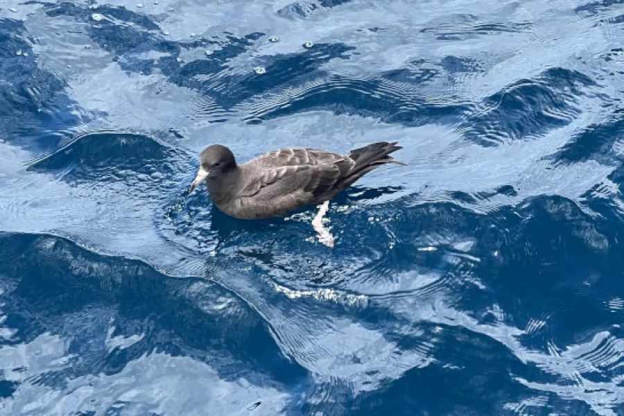 Sooty Shearwater